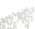 Gypsophila isolated on white background.