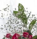 Gypsophila light, airy mass of small white flowers in a bouquet