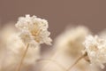 Gypsophila little flowers white buds with beige baclground Royalty Free Stock Photo