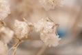 Gypsophila little flowers white buds with neutral baclground