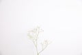 gypsophila little white flower plant isolated in white background in top view Royalty Free Stock Photo