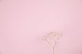 gypsophila little white flower plant isolated in pink background in top view Royalty Free Stock Photo