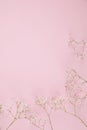 gypsophila little white flower plant isolated in pink background in top view Royalty Free Stock Photo