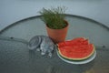 Gypsophila muralis `Teeny Deep Rose` in a flower pot and sliced watermelon on a garden table in summer. Berlin, Germany