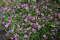 Gypsophila muralis `Teeny Deep Rose` in the garden. Berlin, Germany