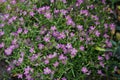 Gypsophila muralis `Teeny Deep Rose` in the garden. Berlin, Germany