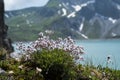 Gypsophila repens with in the background the LÃÂ¼ner See in Austria Royalty Free Stock Photo