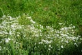 Gypsophila repens, the alpine gypsophila or creeping baby`s breath, is a species of flowering plant in the family Caryophyllaceae.