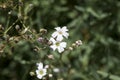 Gypsophila repens