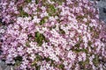 Gypsophila repens wild flowers in Vanoise national Park, France