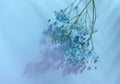 Gypsophilia branch with blue flowers on a blue background, top view. Copy space