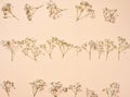 Gypsophilia branch with white flowers on a beige background, top view