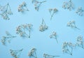 Gypsophilia branch with white flowers on a blue background, top view