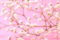 Gypsophilia flowers on pink background close up, valentine`s day concept