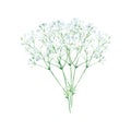 Gypsophyla. Twigs with small white flowers. Baby's-breath. Watercolor illustration Isolated on white background Royalty Free Stock Photo