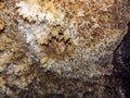 Gypsum crystals in a cave