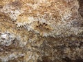 Gypsum crystals in a cave