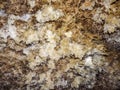 Gypsum crystals in a cave