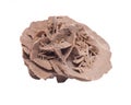 Gypsum desert sand rose Royalty Free Stock Photo