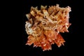 gypsum mineral isolated Royalty Free Stock Photo