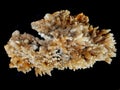 gypsum mineral isolated Royalty Free Stock Photo