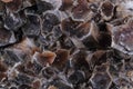 Gypsum mineral texture