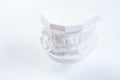 Gypsum model of human jaw on a white background. Royalty Free Stock Photo