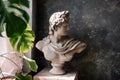 Gypsum statue of a bust of God Apollo on a gray textured background by the window light Royalty Free Stock Photo