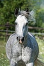 Gypsy Cob at canter Royalty Free Stock Photo