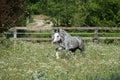 Gypsy Cob at canter Royalty Free Stock Photo