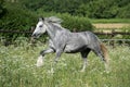 Gypsy Cob at canter Royalty Free Stock Photo