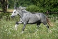 Gypsy Cob at canter