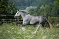 Gypsy Cob at canter Royalty Free Stock Photo