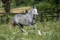 Gypsy Cob at canter Royalty Free Stock Photo