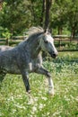 Gypsy Cob at canter Royalty Free Stock Photo