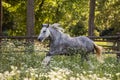 Gypsy Cob at canter Royalty Free Stock Photo