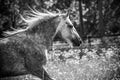 Gypsy Cob at canter Royalty Free Stock Photo