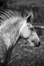 Gypsy Cob at canter Royalty Free Stock Photo