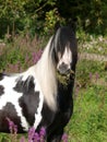 Gypsy Cob Headshot Royalty Free Stock Photo