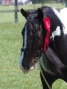 Gypsy Cob Headshot Royalty Free Stock Photo