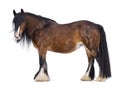 Gypsy Cob horse on white background