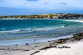 Gypsy Cove with small magellanic penguin colony - Sphensicus magellanicus -, Yorke Bay, Stanley, Falkland Islands Royalty Free Stock Photo