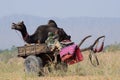 Gypsy family are preparing to traditional camel fair holiday in nomadic camp at Pushkar sacred town,India Royalty Free Stock Photo