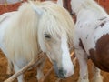 Gypsy horse also known as Traditional Gypsy Cob, Irish Cob, Gypsy Horse, Galineers Cob or Gypsy Vanner standing in horse stable