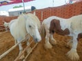 Gypsy horse also known as Traditional Gypsy Cob, Irish Cob, Gypsy Horse, Galineers Cob or Gypsy Vanner standing in horse stable