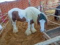 Gypsy horse also known as Traditional Gypsy Cob, Irish Cob, Gypsy Horse, Galineers Cob or Gypsy Vanner standing in horse stable