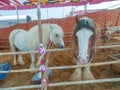 Gypsy horse also known as Traditional Gypsy Cob, Irish Cob, Gypsy Horse, Galineers Cob or Gypsy Vanner standing in horse stable