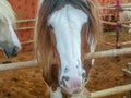 Gypsy horse also known as Traditional Gypsy Cob, Irish Cob, Gypsy Horse, Galineers Cob or Gypsy Vanner standing in horse stable