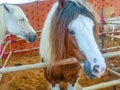 Gypsy horse also known as Traditional Gypsy Cob, Irish Cob, Gypsy Horse, Galineers Cob or Gypsy Vanner standing in horse stable