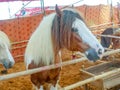 Gypsy horse also known as Traditional Gypsy Cob, Irish Cob, Gypsy Horse, Galineers Cob or Gypsy Vanner standing in horse stable